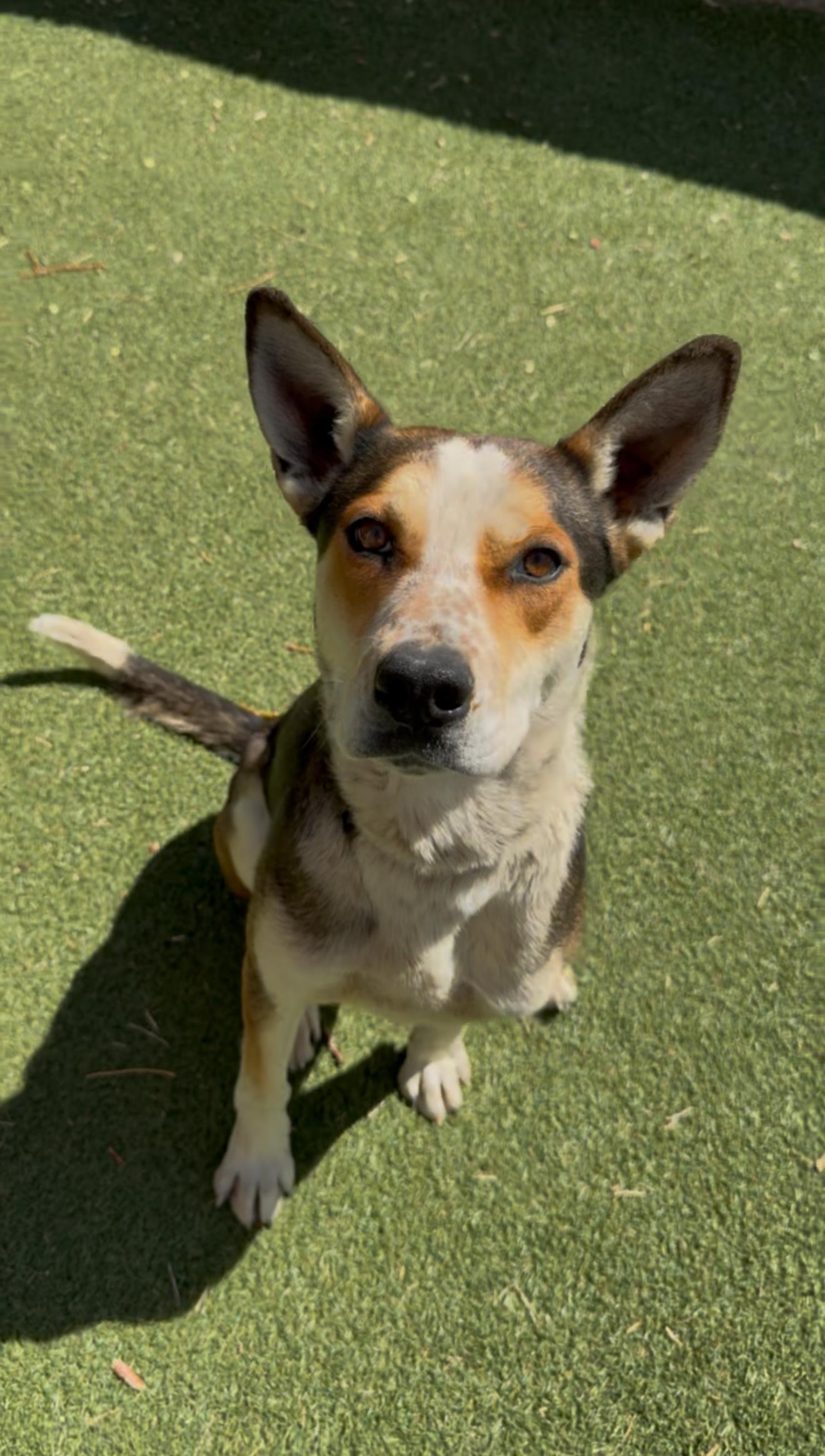 Sadie, a Adoptable mixed breed in Paso Robles, CA image 3/3