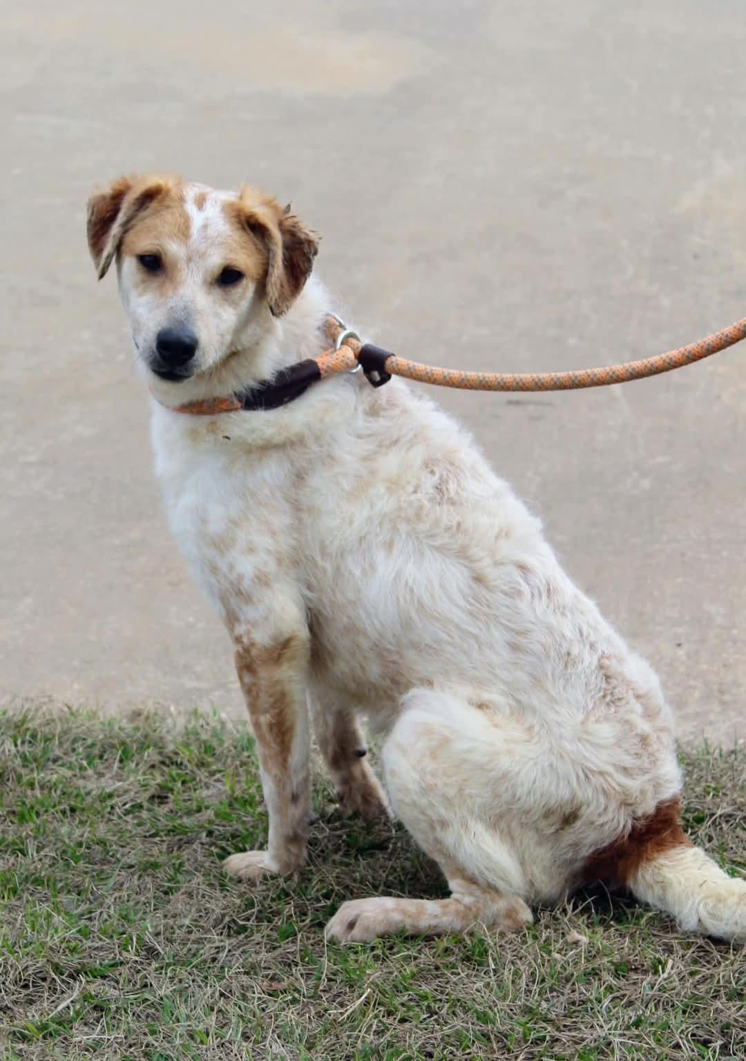 Enlarge Grizzly, a Adoptable mixed breed in Jacksonville, TX image 1/1