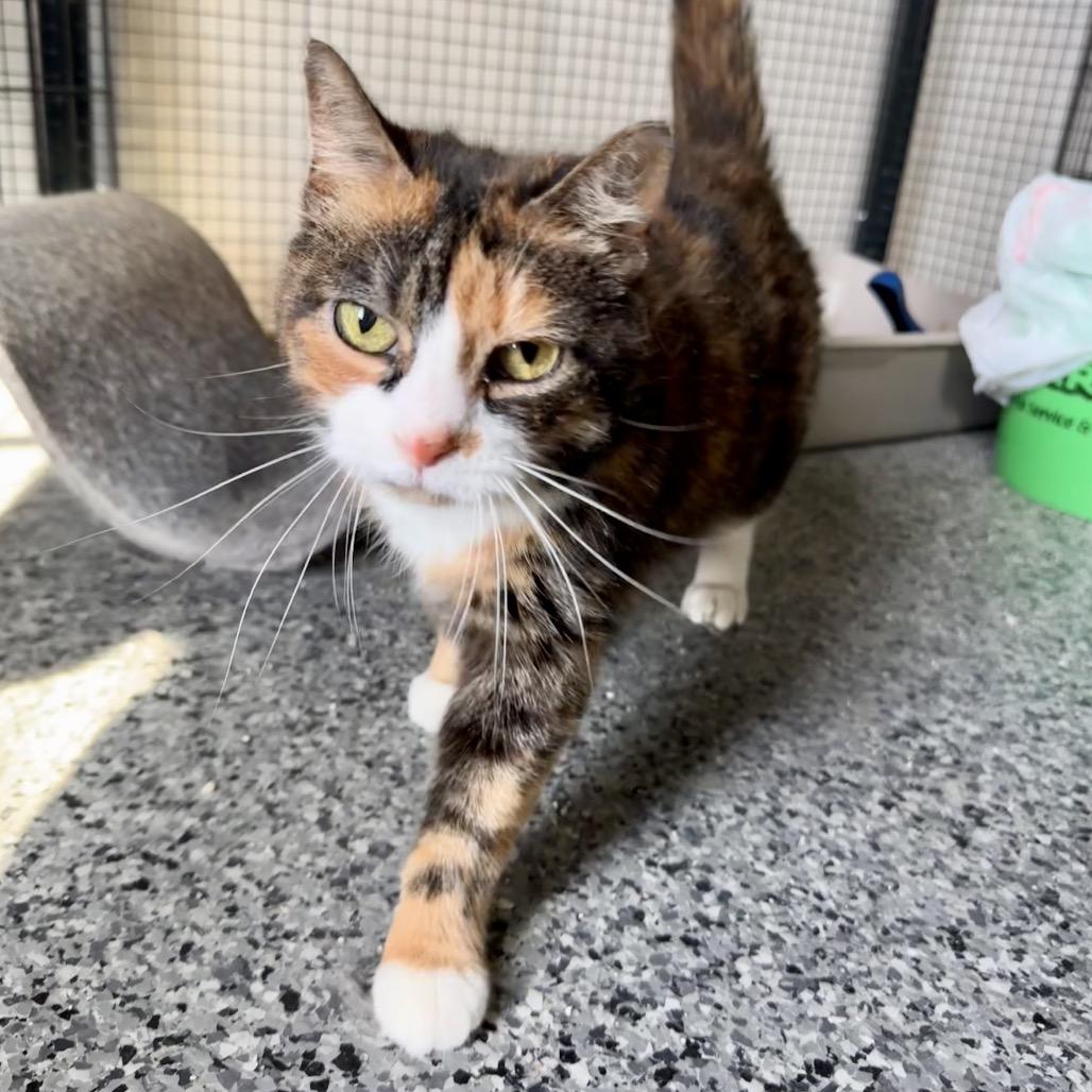 Enlarge FC47 Mareesa, a Adoptable Domestic Short Hair in Mondovi, WI image 1/4