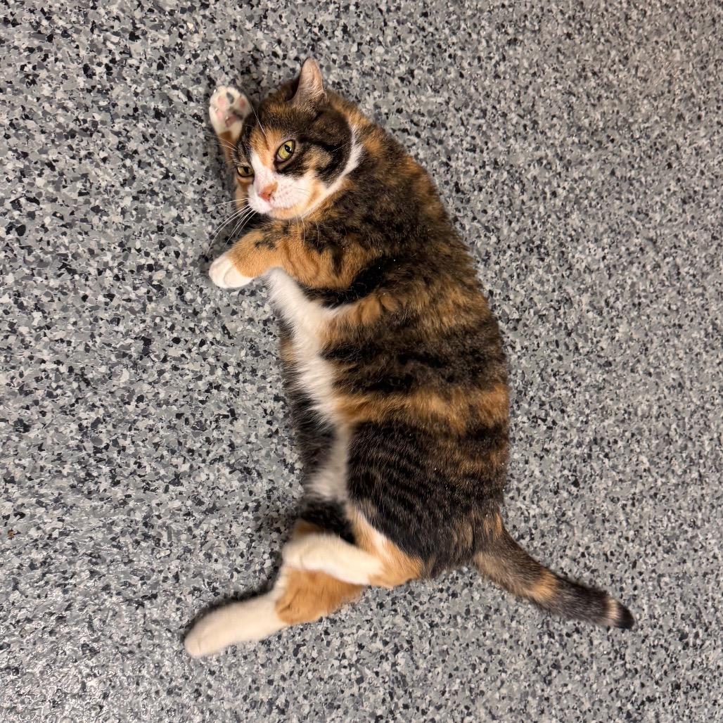 Enlarge FC47 Mareesa, a Adoptable Domestic Short Hair in Mondovi, WI image 2/4