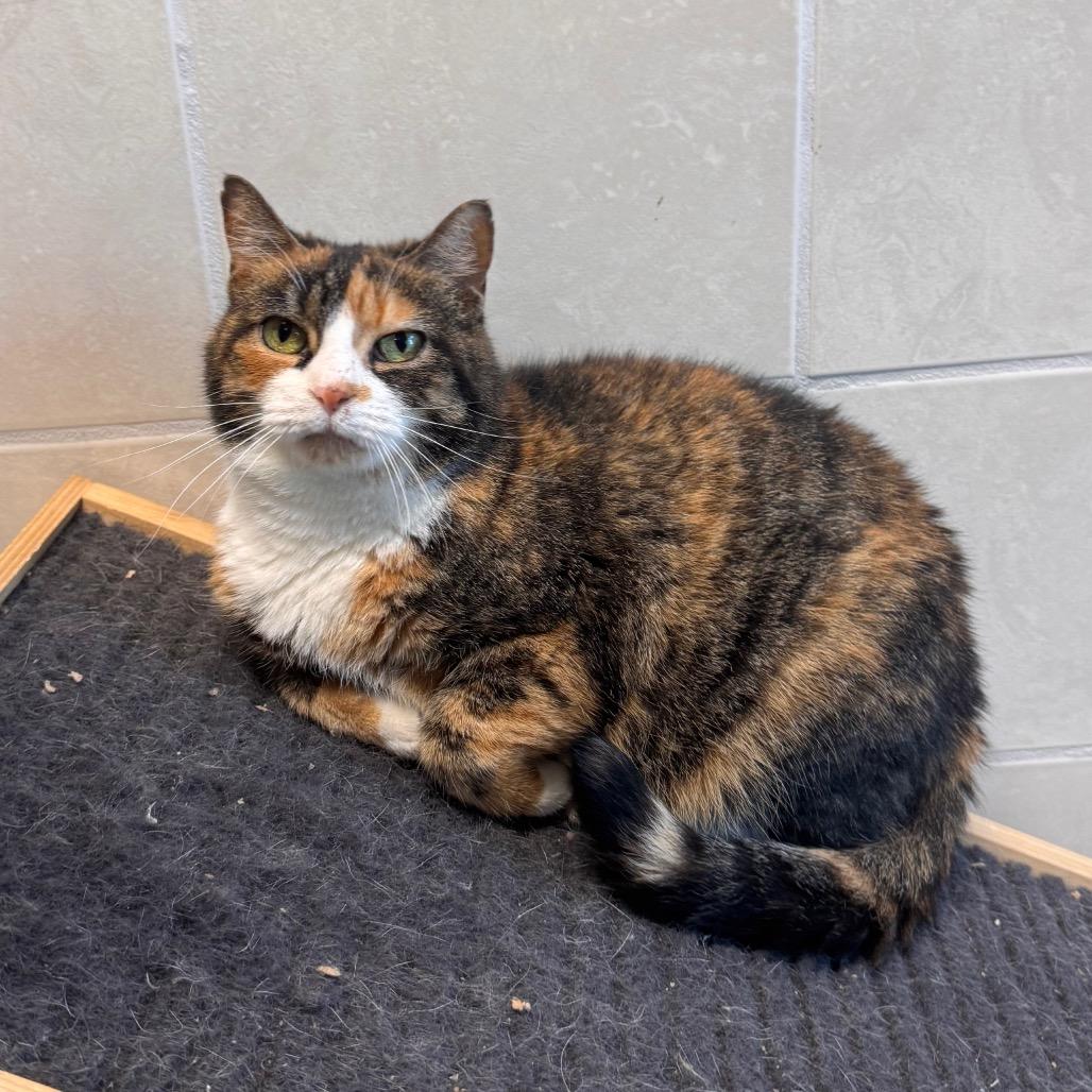 Enlarge FC47 Mareesa, a Adoptable Domestic Short Hair in Mondovi, WI image 3/4