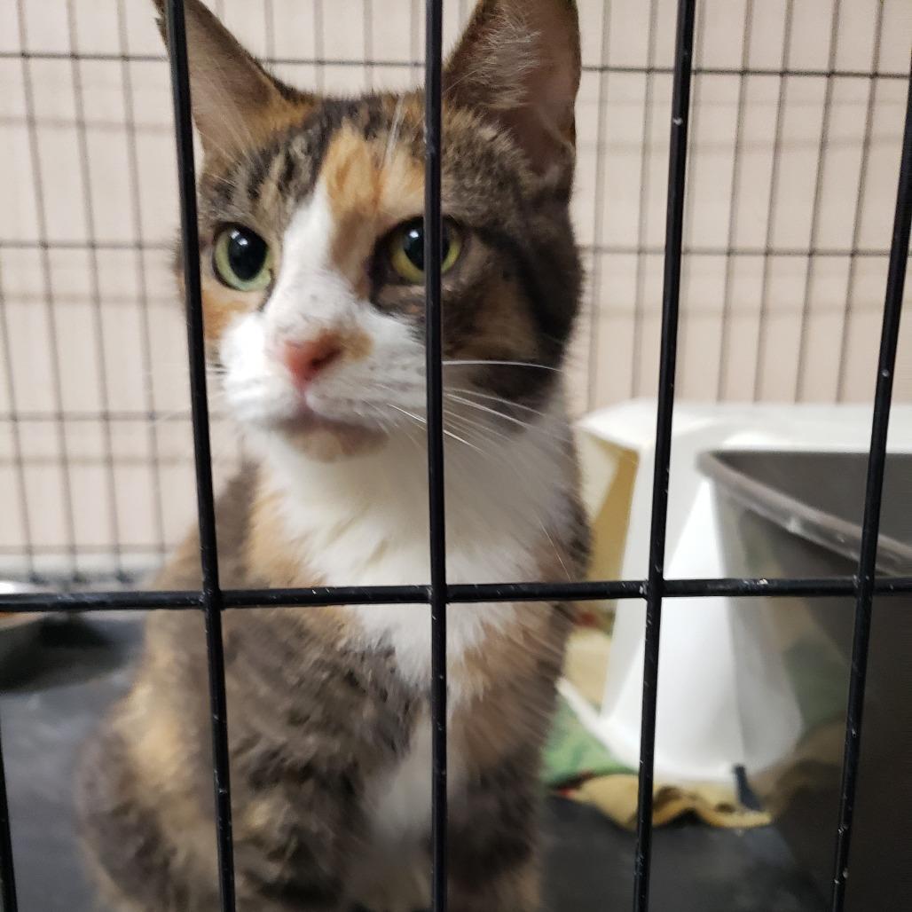 Enlarge FC47 Mareesa, a Adoptable Domestic Short Hair in Mondovi, WI image 4/4