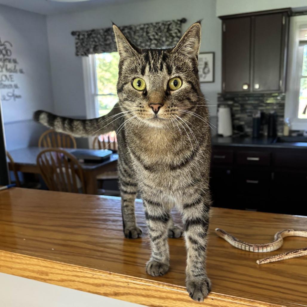 Enlarge Mew Mew, a Adoptable Domestic Short Hair in Medina, OH image 1/4