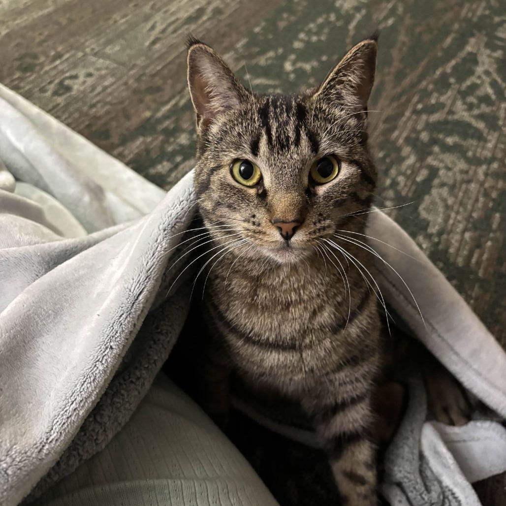 Enlarge Mew Mew, a Adoptable Domestic Short Hair in Medina, OH image 2/4