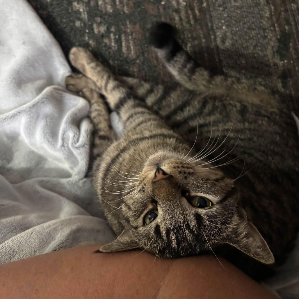 Enlarge Mew Mew, a Adoptable Domestic Short Hair in Medina, OH image 3/4