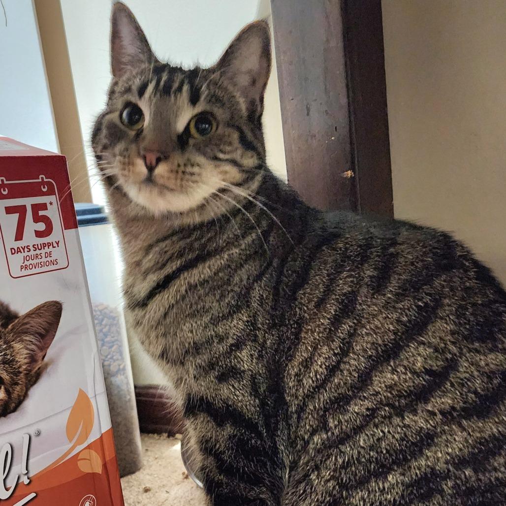 Enlarge Mew Mew, a Adoptable Domestic Short Hair in Medina, OH image 4/4