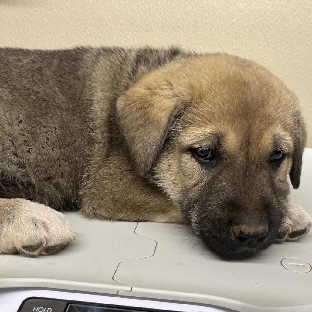 Stitch, a Adoptable Mixed Breed in Oxford, ME image 1/3