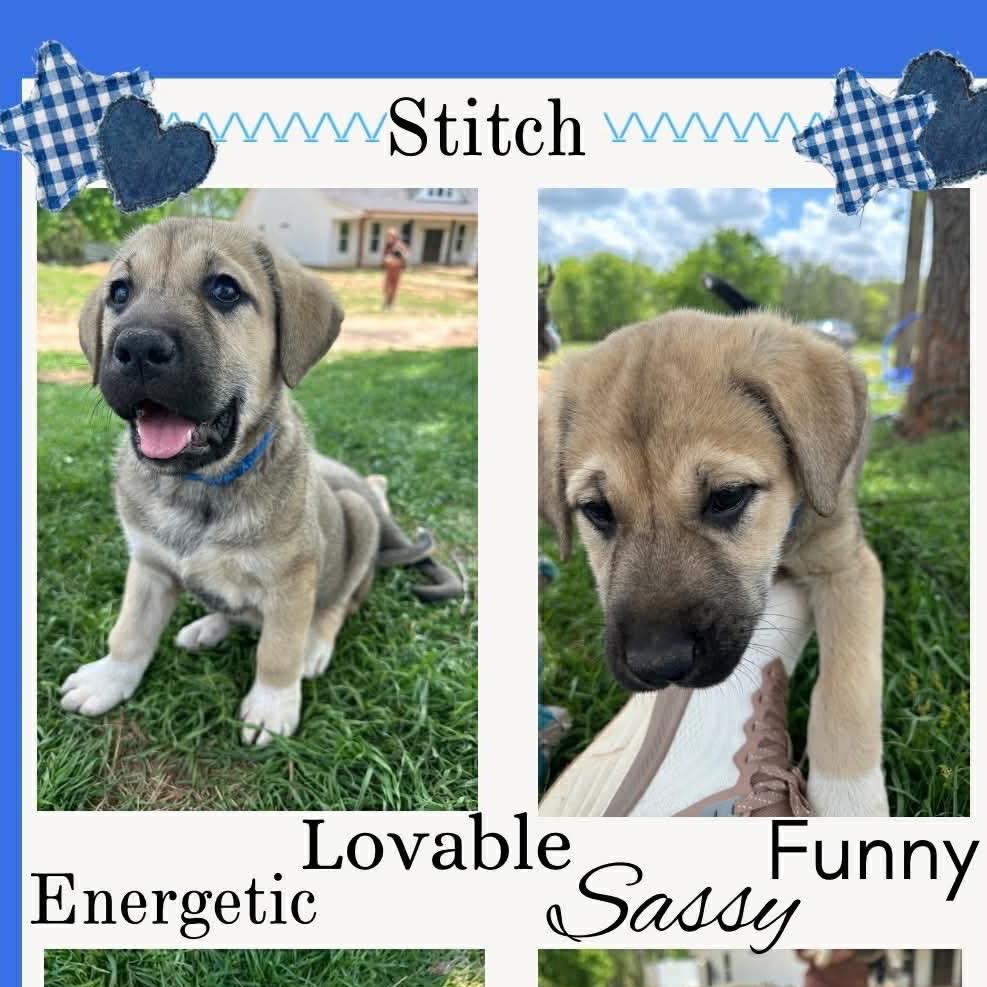 Stitch, a Adoptable Mixed Breed in Oxford, ME image 2/3