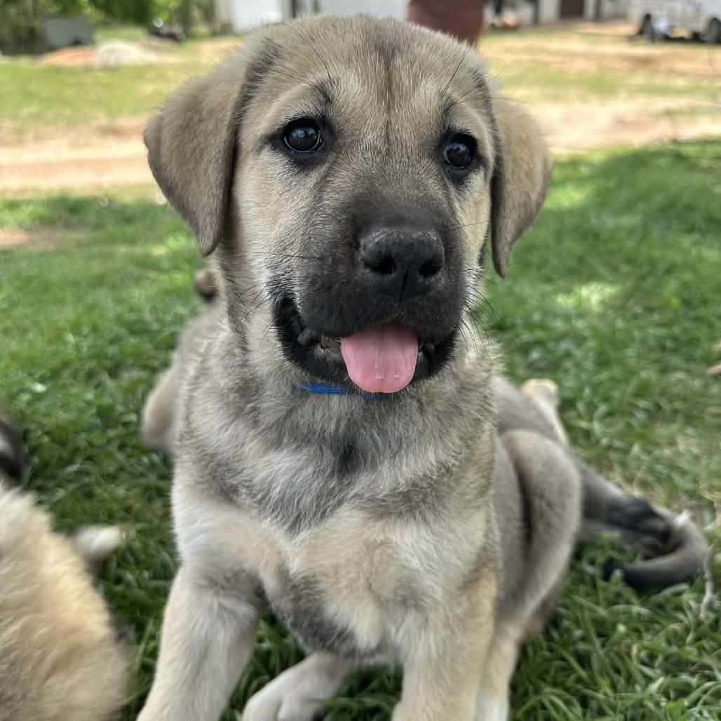 Stitch, a Adoptable Mixed Breed in Oxford, ME image 3/3