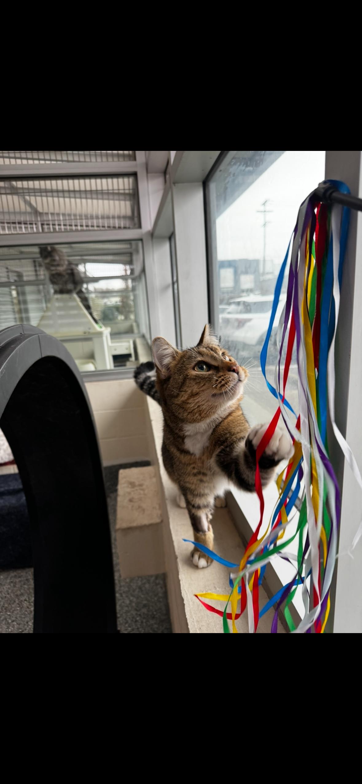 Todd, ADOPTABLE, Adult Male Domestic Short Hair.