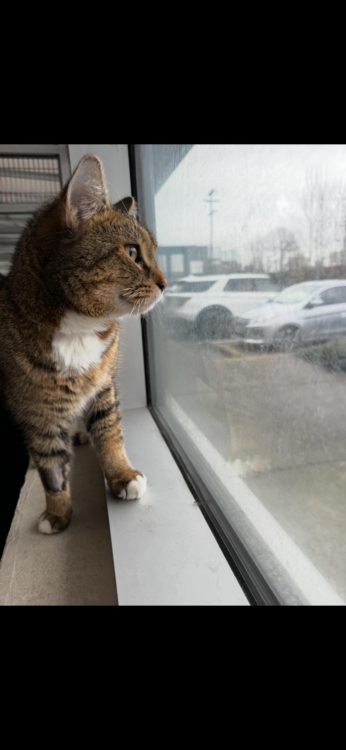 Enlarge Todd, an adopted Domestic Short Hair in New Westminster, BC image 2/2