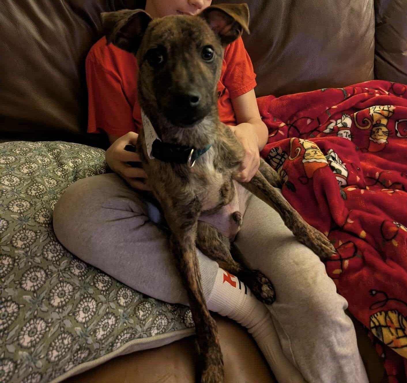 Enlarge Taco (aka Arlo), a Adoptable mixed breed in Westwood, NJ image 5/6