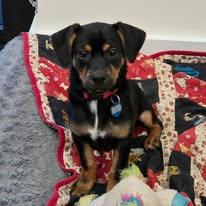 Enlarge Onyx, a ADOPTABLE mixed breed in Miami, FL image 1/1