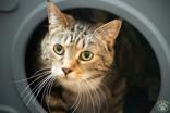 Bailey, adopted, Senior Female Domestic Short Hair.