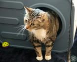 Bailey, an adopted Domestic Short Hair in Potsdam, NY image 2/2
