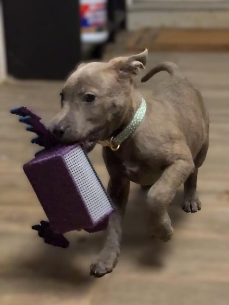 Noel, Adoptable, Puppy Female Labrador Retriever.