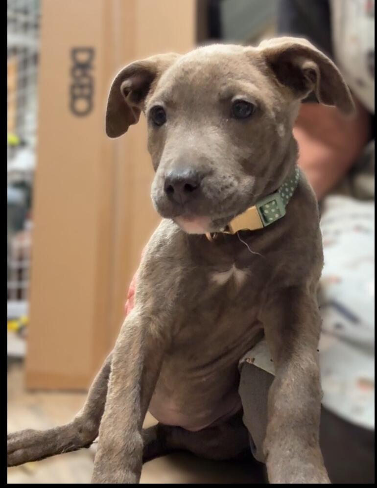 Noel, a Adoptable mixed breed in Hartwell, GA image 2/6