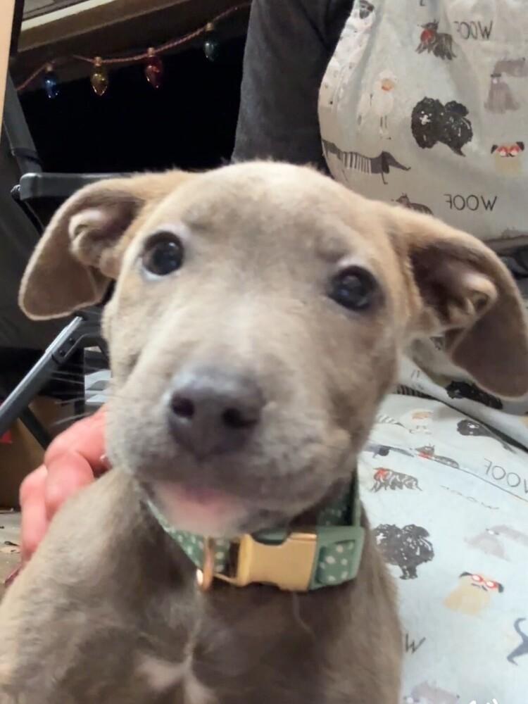 Noel, a Adoptable mixed breed in Hartwell, GA image 3/6