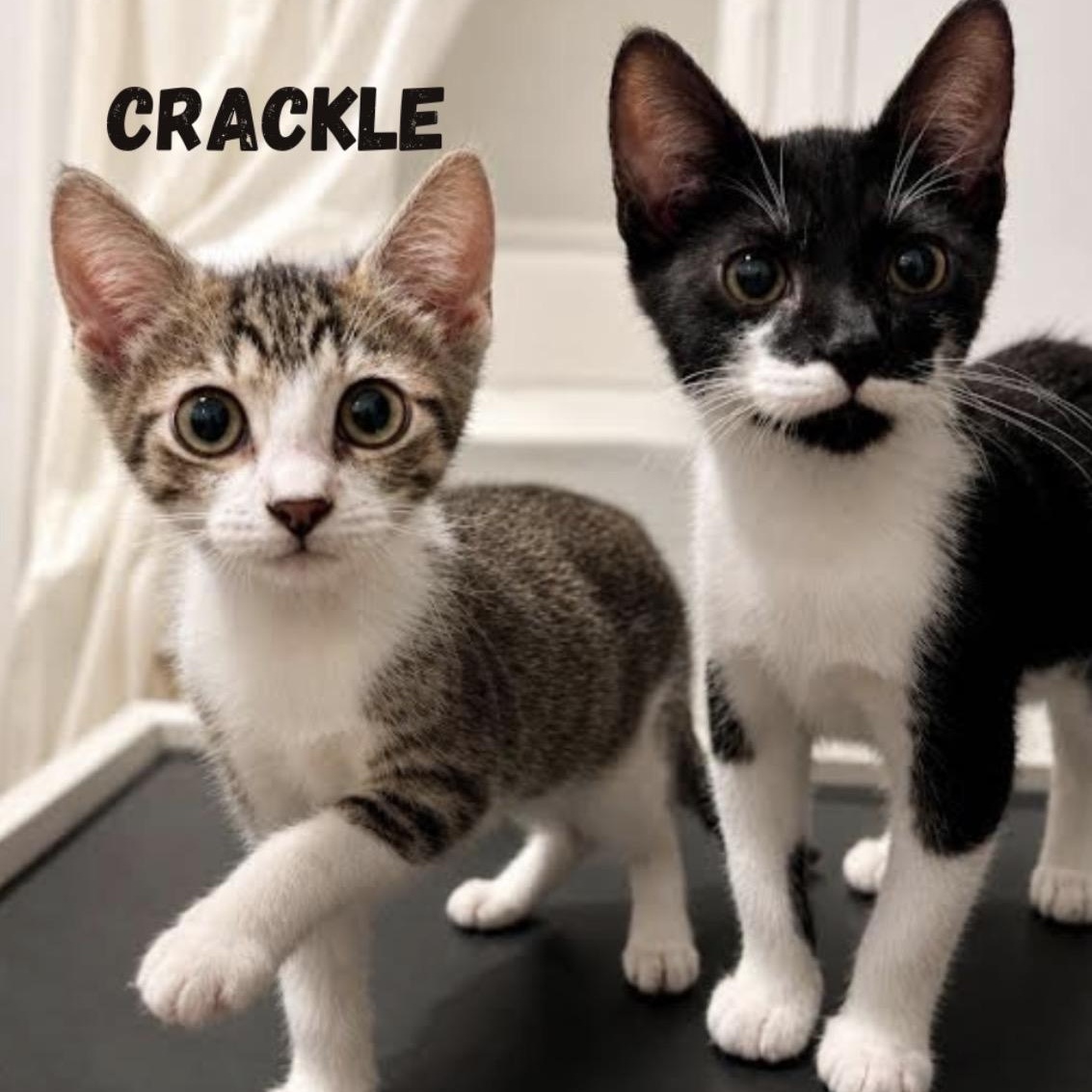 Enlarge Snap, Crackle and Pop, a Adoptable Domestic Short Hair in bronx, NY image 3/6