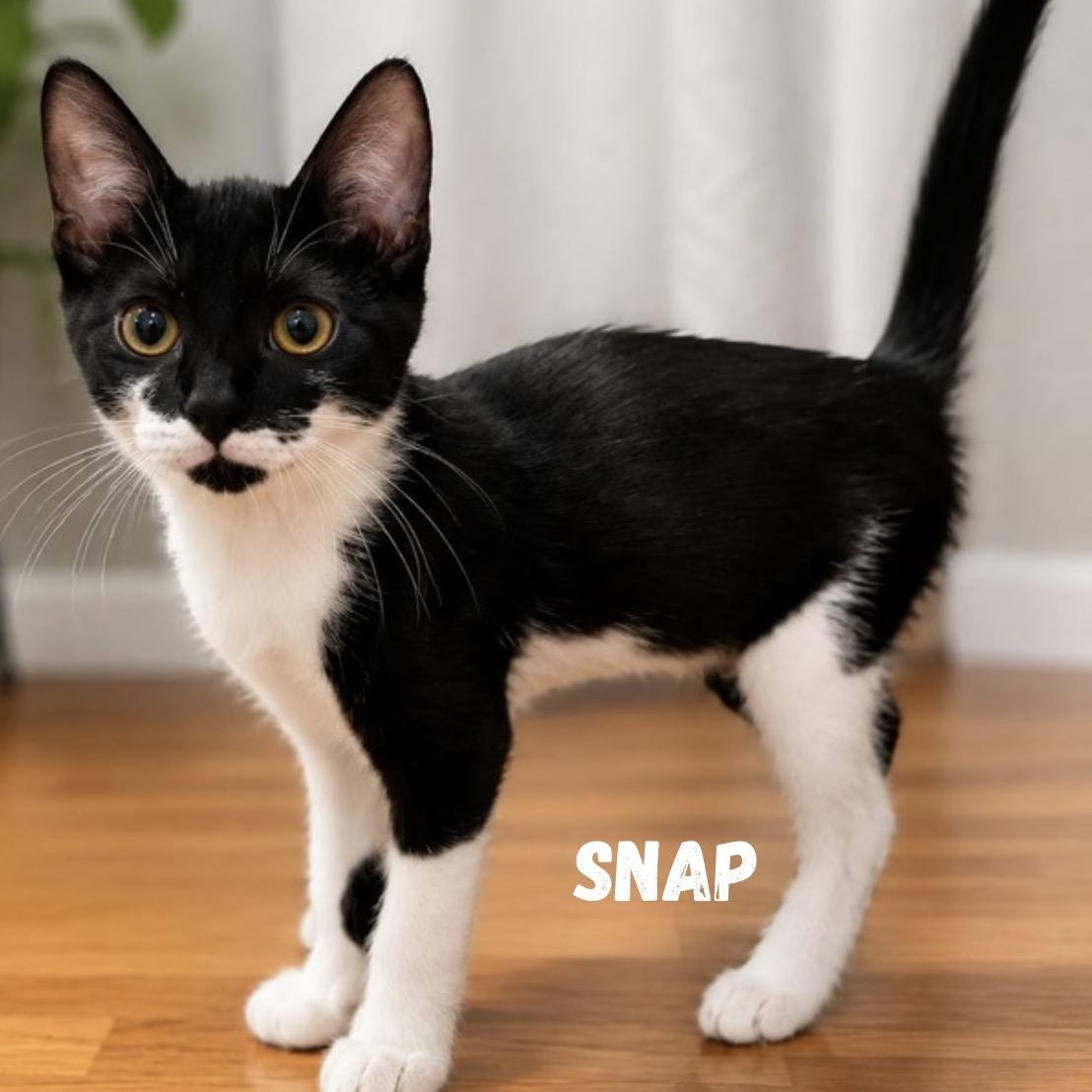 Enlarge Snap, Crackle and Pop, a Adoptable Domestic Short Hair in bronx, NY image 2/6