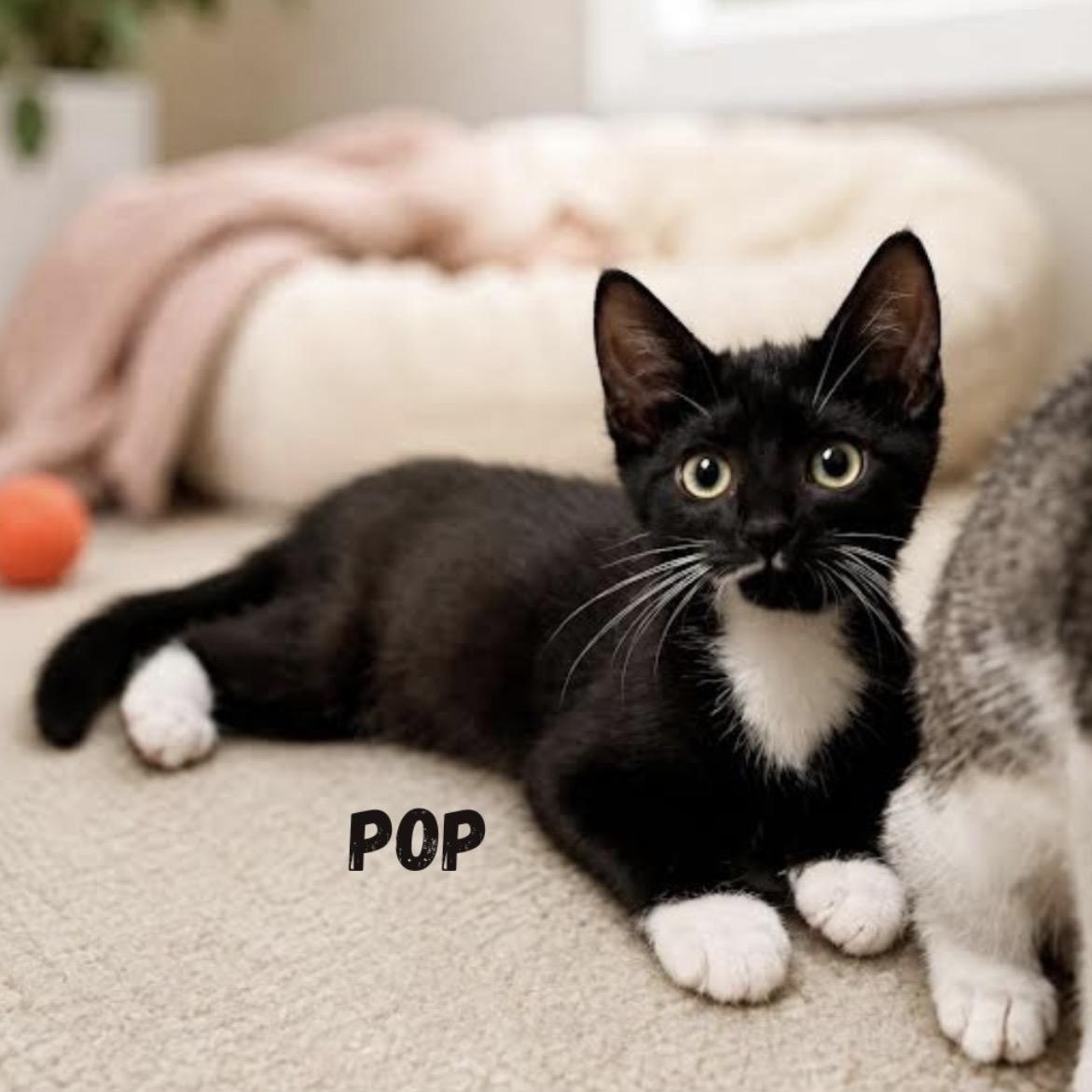 Enlarge Snap, Crackle and Pop, a Adoptable Domestic Short Hair in bronx, NY image 4/6