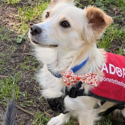 Paco, ADOPTABLE, Young Male Chihuahua & Cardigan Welsh Corgi.