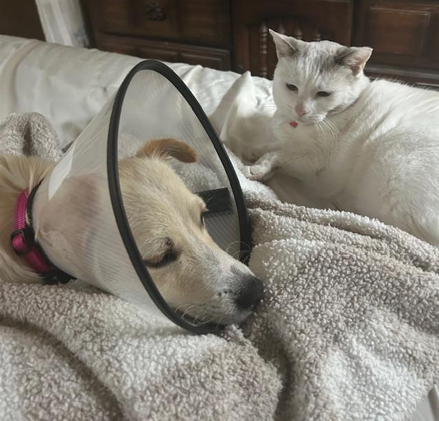 Paco, adopted, Young Male Chihuahua & Cardigan Welsh Corgi.