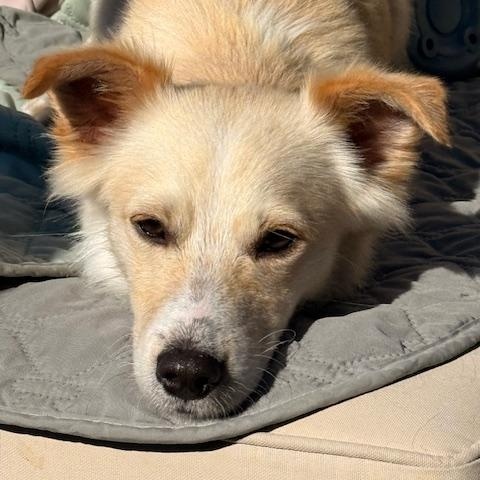 Paco, a ADOPTABLE mixed breed in Morro Bay, CA image 4/5