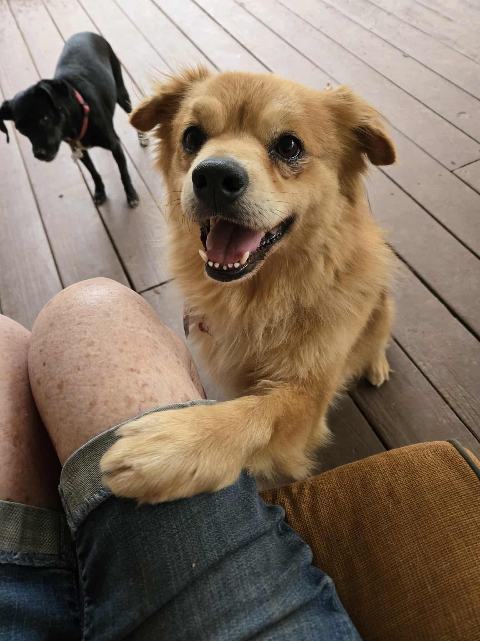 Chowder, Adopted, Adult Male Pomeranian & Cocker Spaniel.