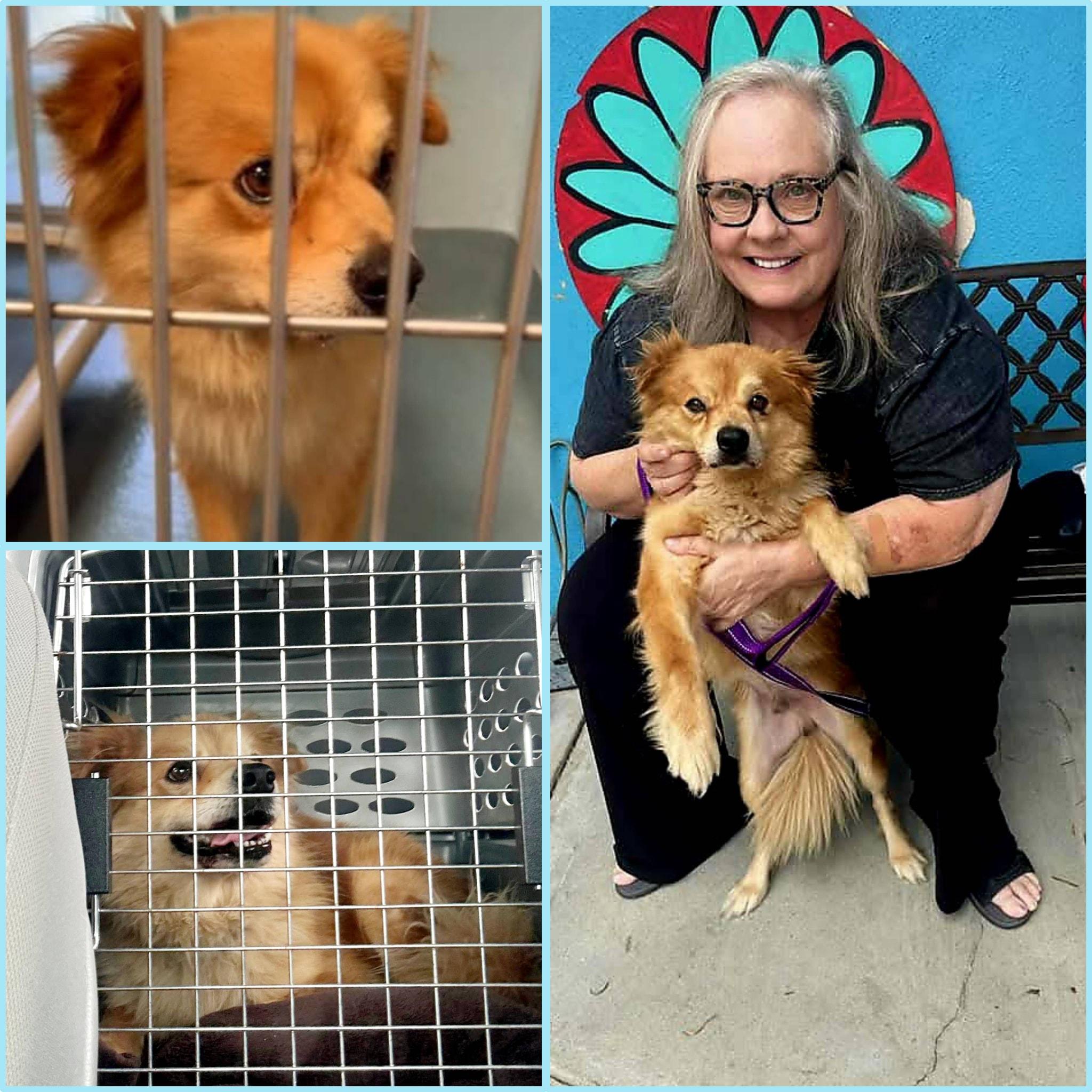 Enlarge Chowder, a Adopted mixed breed in Grass Valley, CA image 2/2