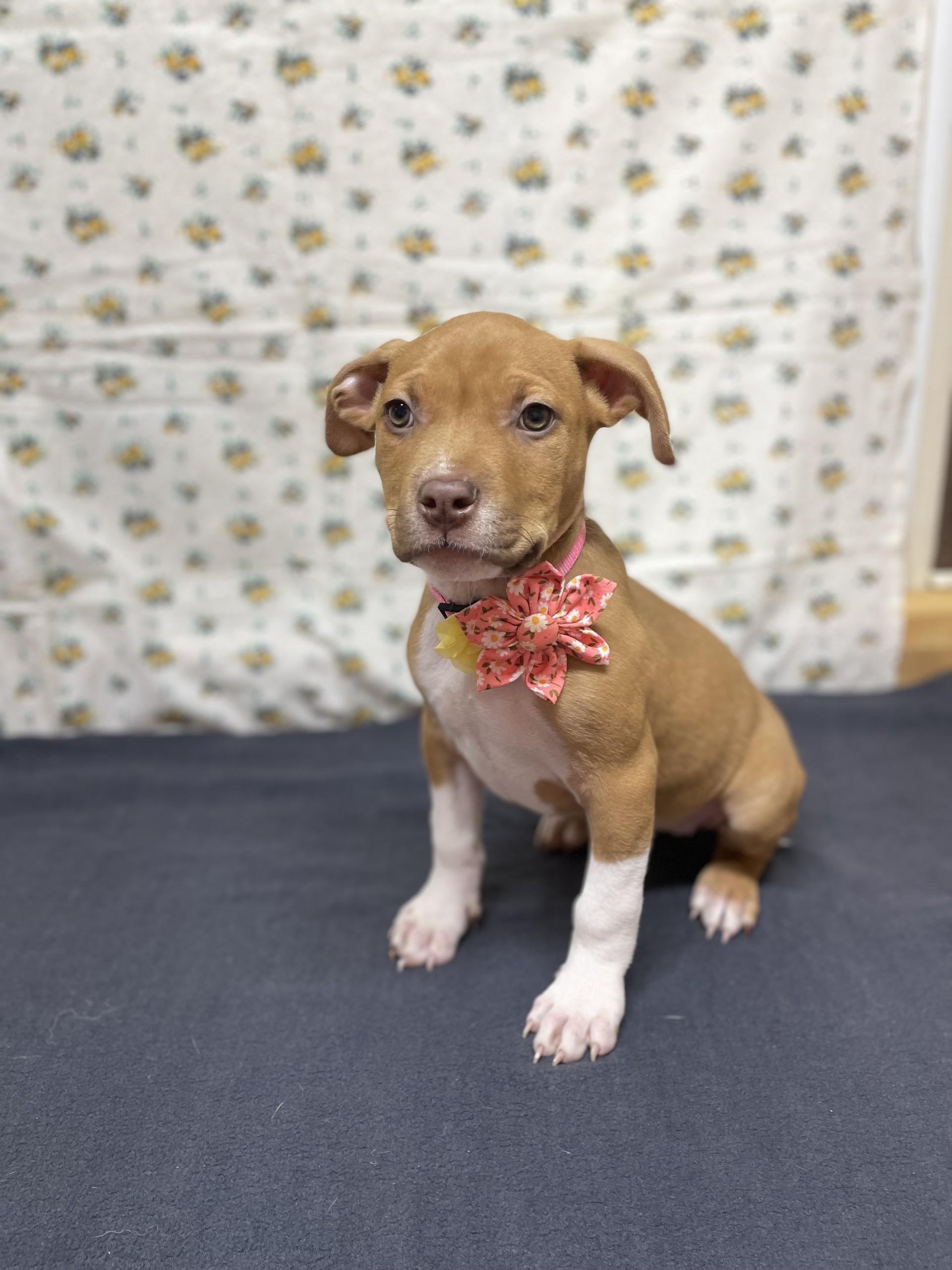 Enlarge Oakley, an adopted mixed breed in Upper Sandusky, OH image 1/3