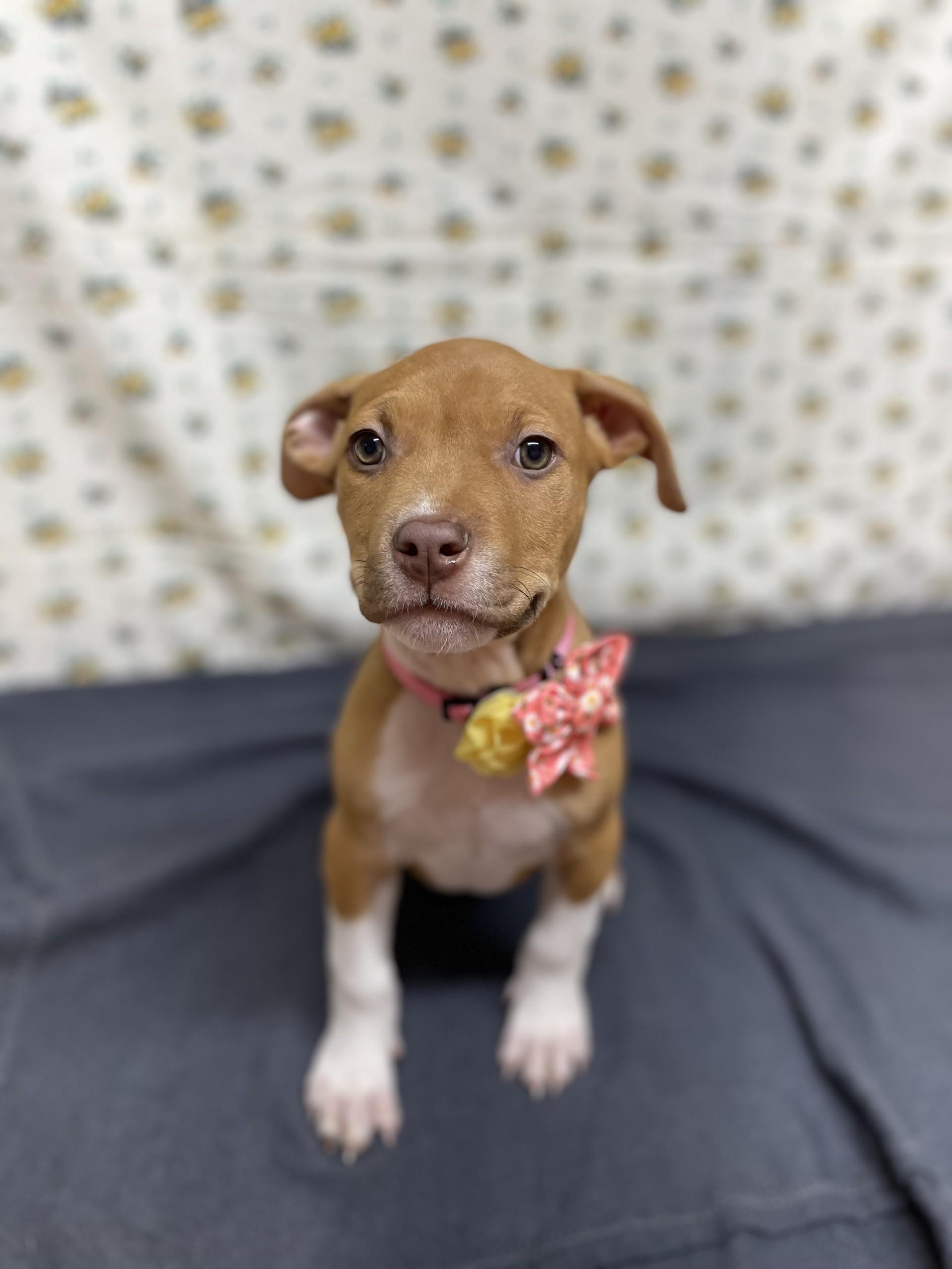 Enlarge Oakley, an adopted mixed breed in Upper Sandusky, OH image 2/3