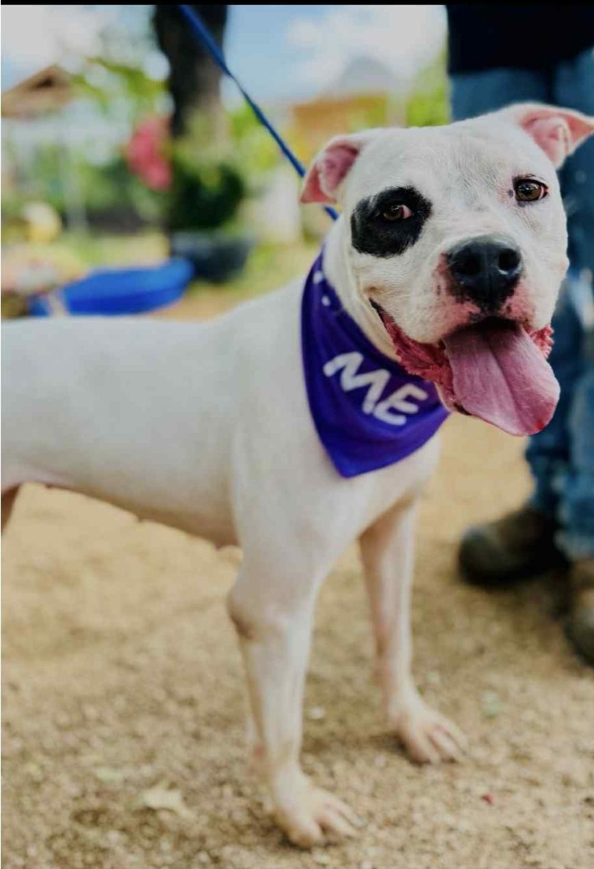 Scarlet, Adoptable, Adult Female Boxer & Dogo Argentino.