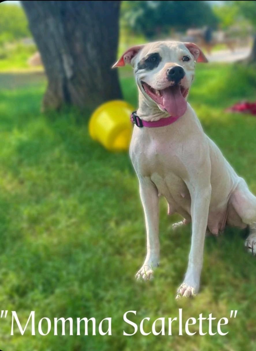 Scarlet, a Adoptable mixed breed in McMurray , PA image 2/5