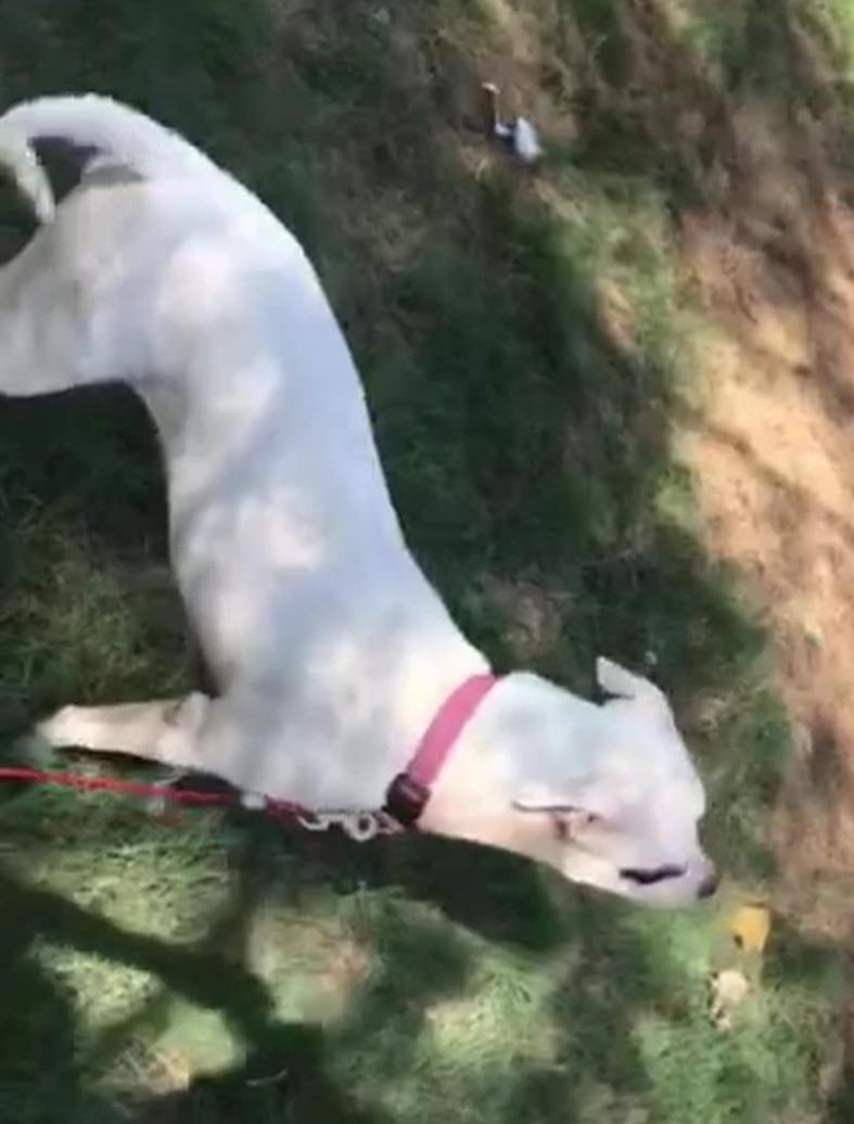 Scarlet, Adult Female American Staffordshire Terrier