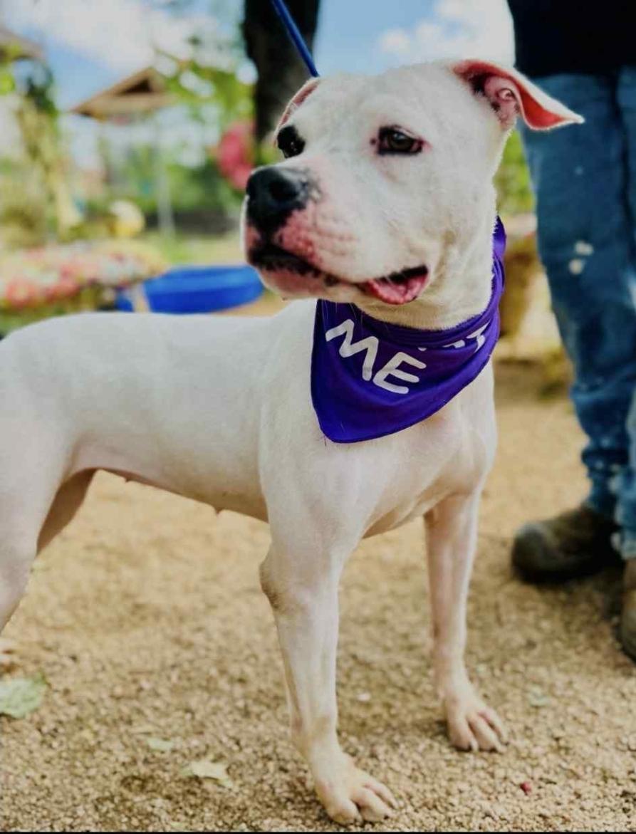 Scarlet, a Adoptable mixed breed in McMurray , PA image 5/5