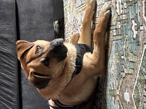 Enlarge Maxx, a Adoptable mixed breed in Thief River Falls, MN image 1/1