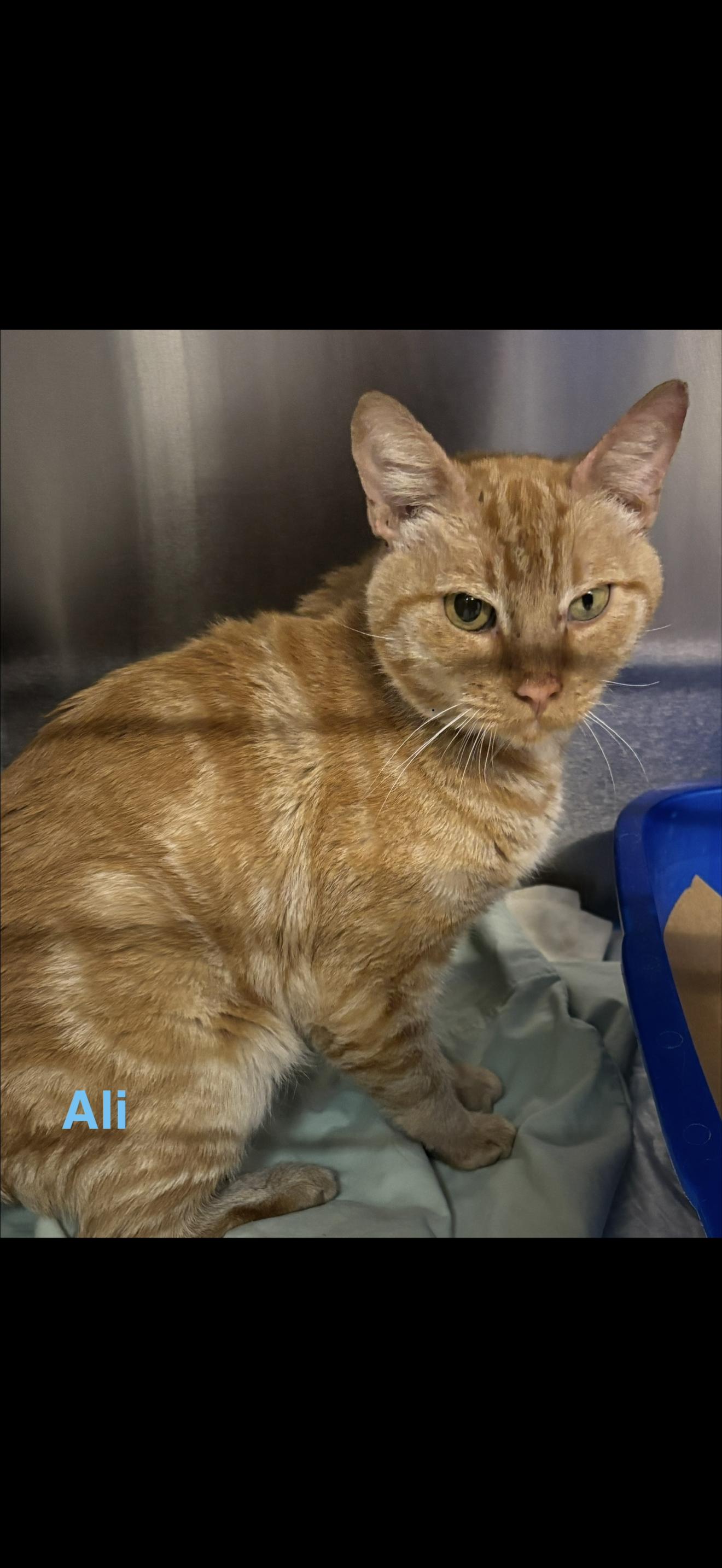 Ali, Adoptable, Adult Male Tabby.