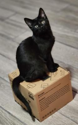 Nakia, ADOPTABLE, Adult Female Domestic Short Hair.