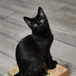 Enlarge Nakia, a ADOPTABLE Domestic Short Hair in Johnson City, TN image 1/6