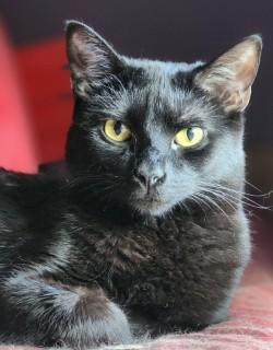 Enlarge Nakia, a ADOPTABLE Domestic Short Hair in Johnson City, TN image 2/6