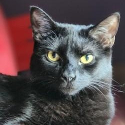 Enlarge Nakia, a ADOPTABLE Domestic Short Hair in Johnson City, TN image 2/6