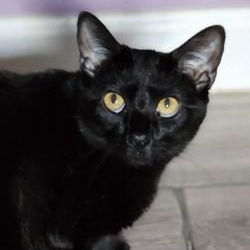 Enlarge Nakia, a ADOPTABLE Domestic Short Hair in Johnson City, TN image 3/6