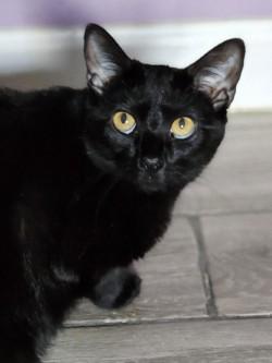 Enlarge Nakia, a ADOPTABLE Domestic Short Hair in Johnson City, TN image 3/6