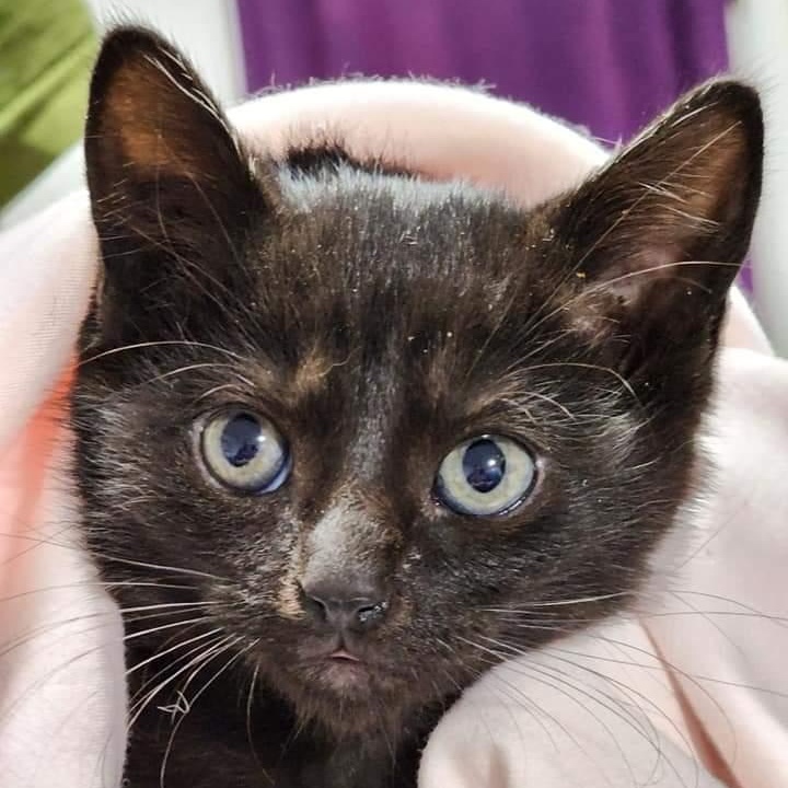 Enlarge Nakia, a ADOPTABLE Domestic Short Hair in Johnson City, TN image 4/6