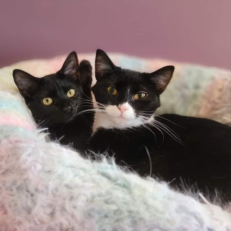 Enlarge Nakia, a ADOPTABLE Domestic Short Hair in Johnson City, TN image 6/6