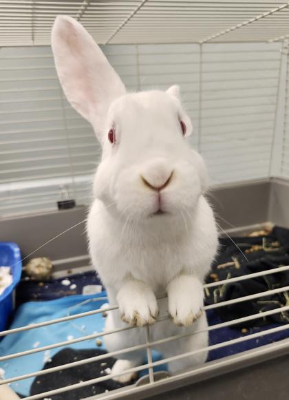 Thackery, Adoptable, Adult Male Bunny Rabbit & Bunny Rabbit.