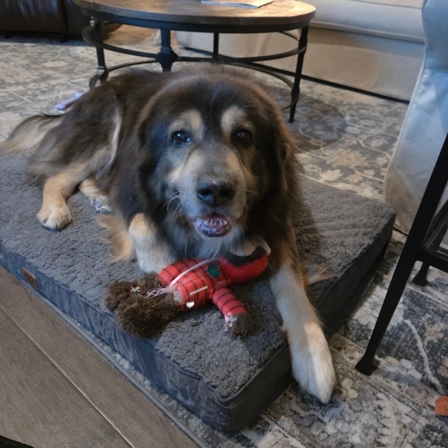 Enlarge Bear , a ADOPTABLE mixed breed in Celina, TX image 1/3