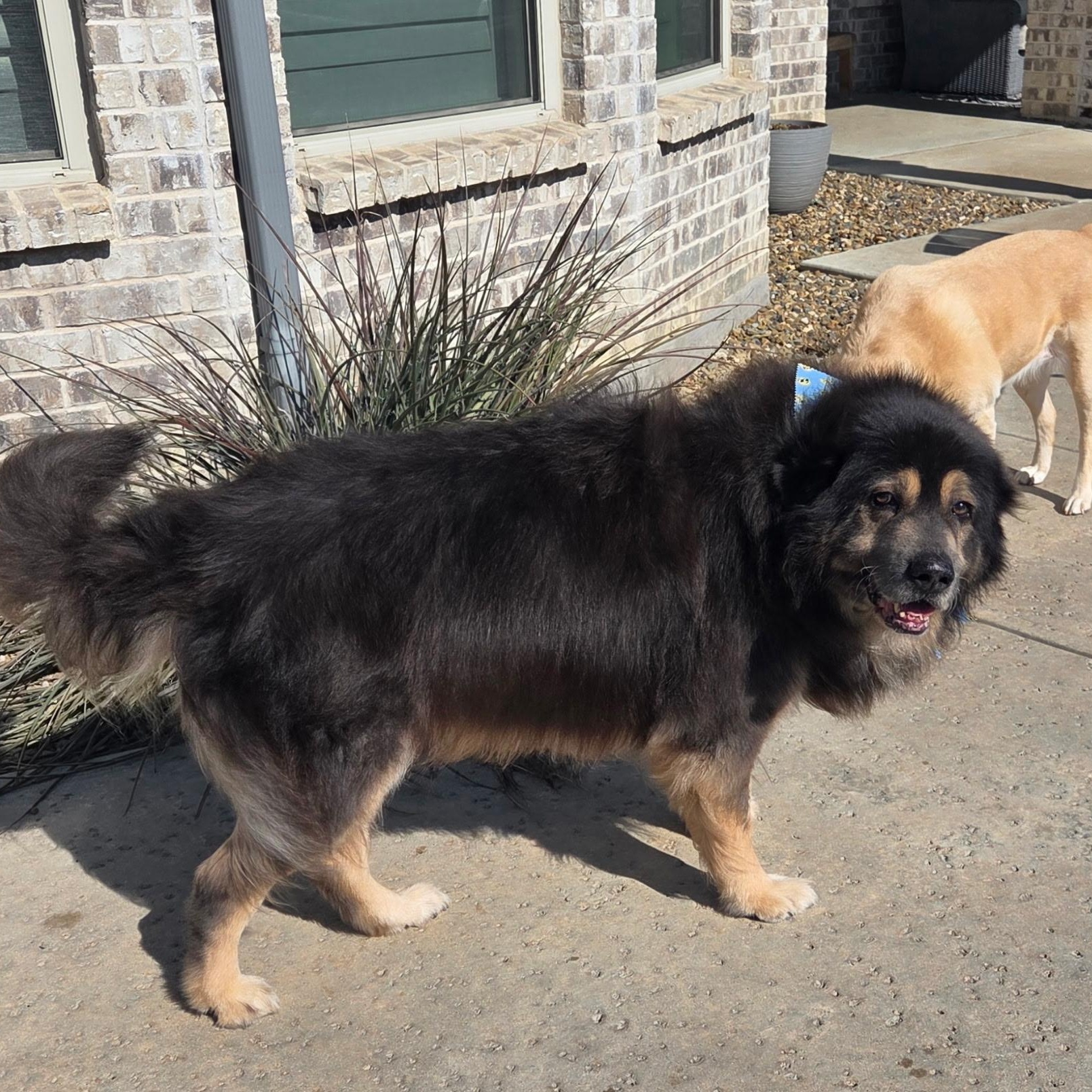 Enlarge Bear , a ADOPTABLE mixed breed in Celina, TX image 2/3