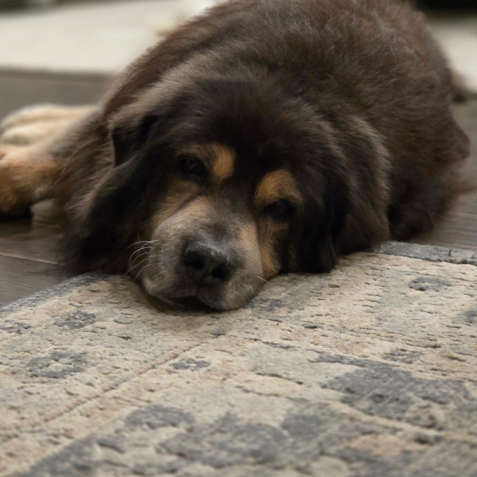 Enlarge Bear , a ADOPTABLE mixed breed in Celina, TX image 3/3